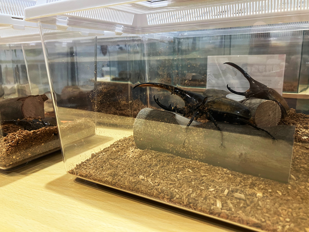 生体展示準備その2